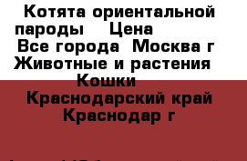 Котята ориентальной пароды  › Цена ­ 12 000 - Все города, Москва г. Животные и растения » Кошки   . Краснодарский край,Краснодар г.